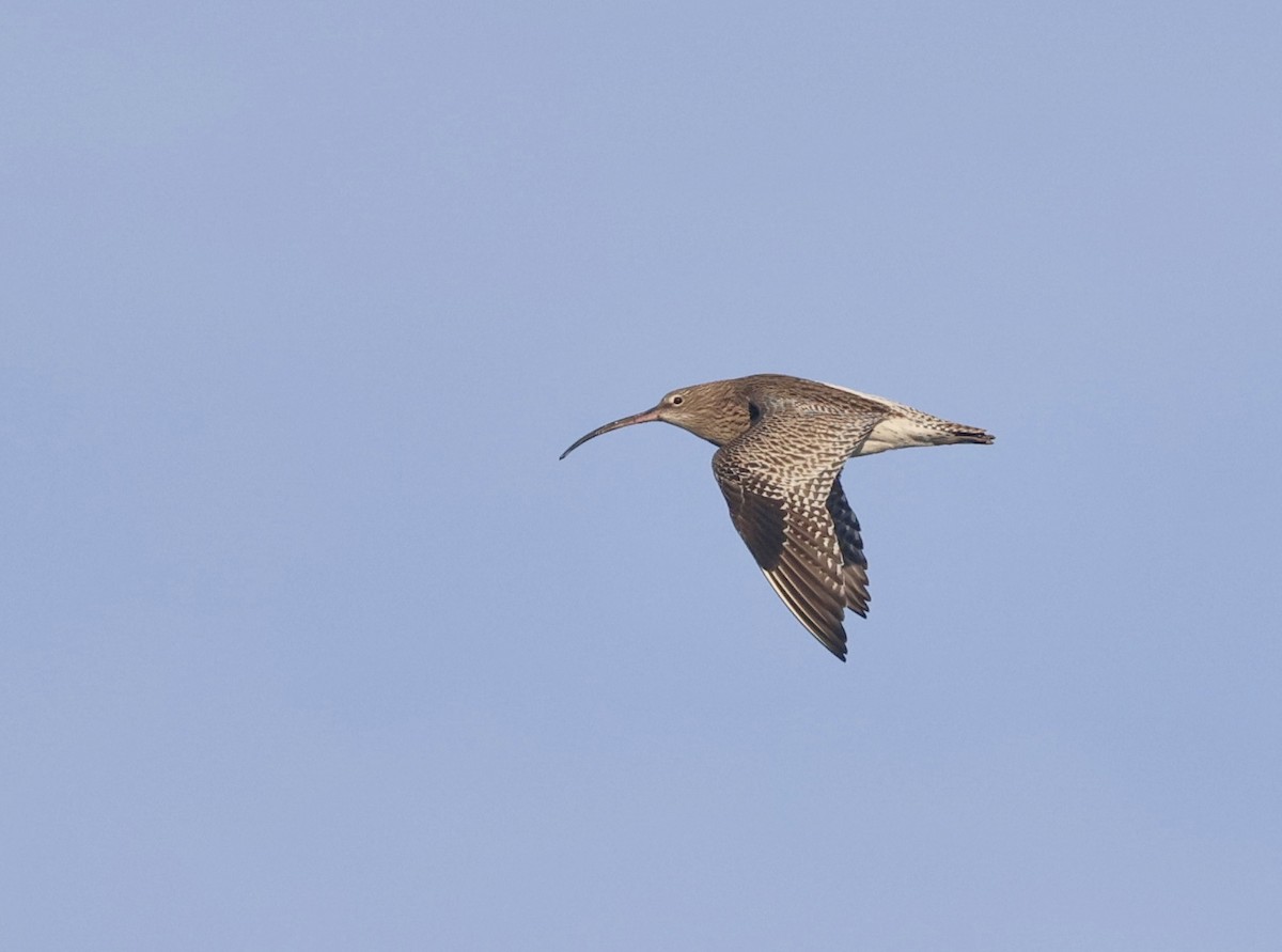 Eurasian Curlew - ML645945793