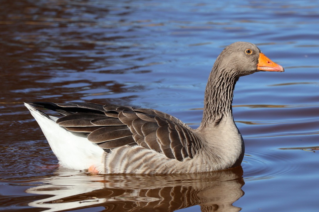 Graylag Goose (Domestic type) - ML645945794
