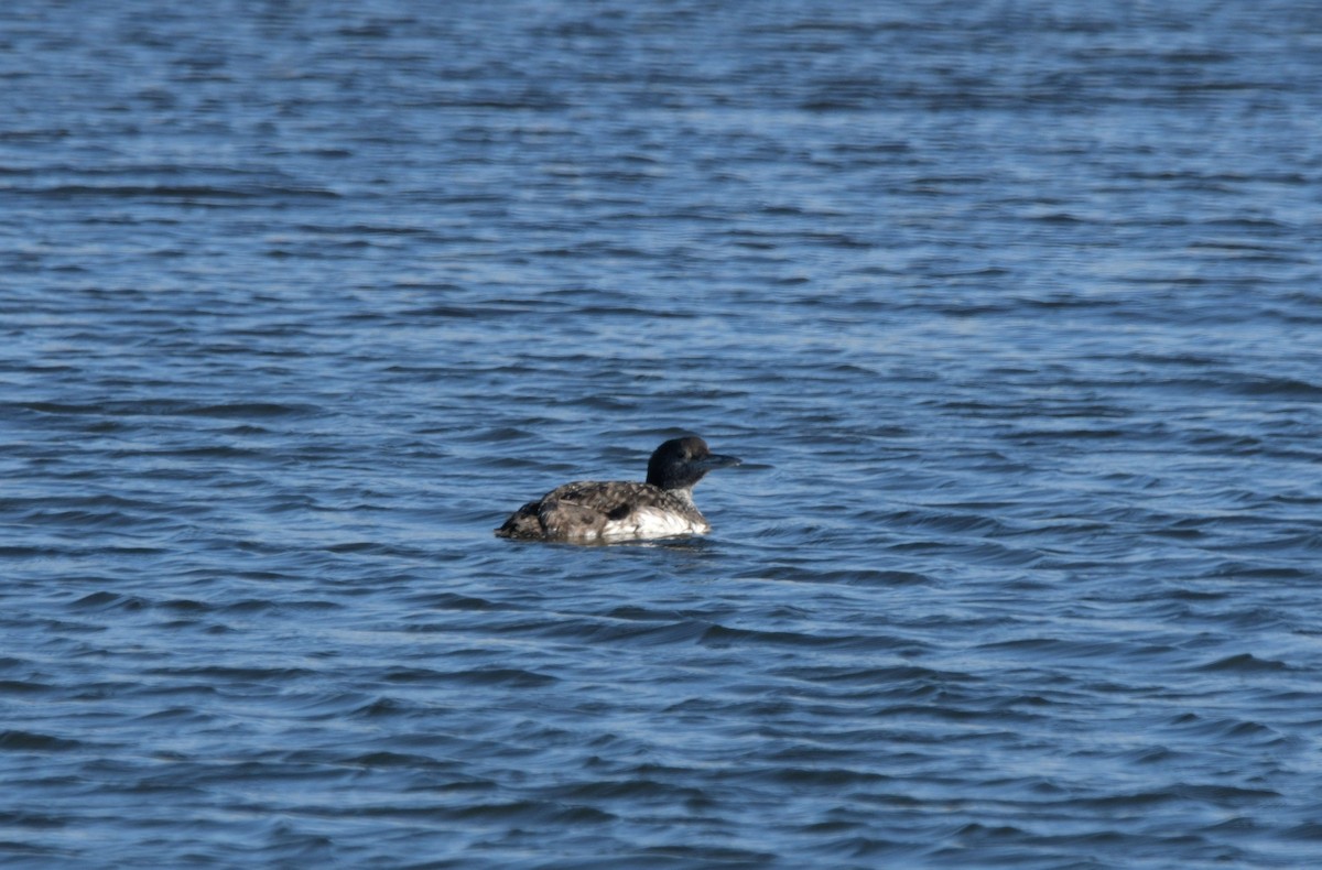 Common Loon - ML645945795