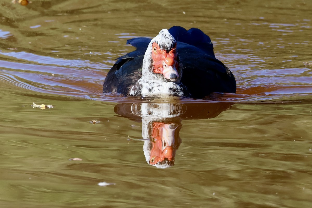 Muscovy Duck (Domestic type) - ML645945796