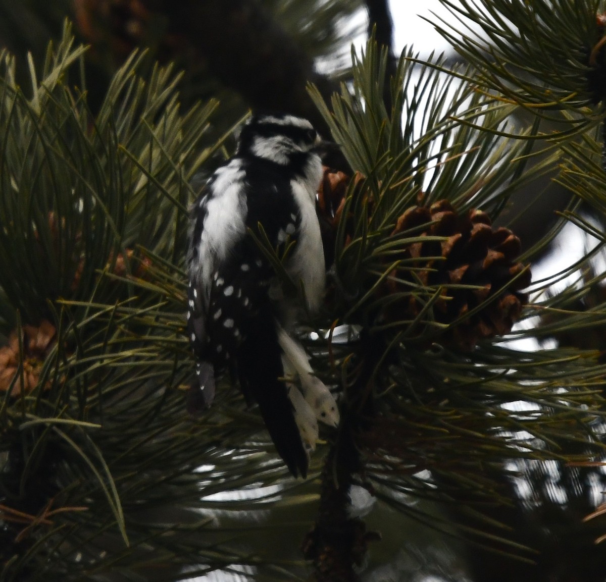 Downy Woodpecker - ML645945797