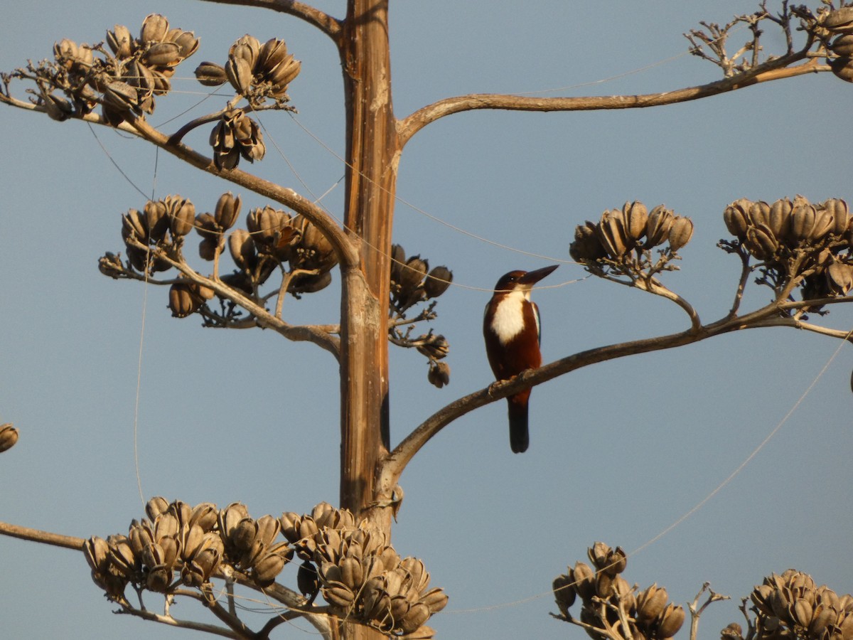 White-throated Kingfisher - ML645945799