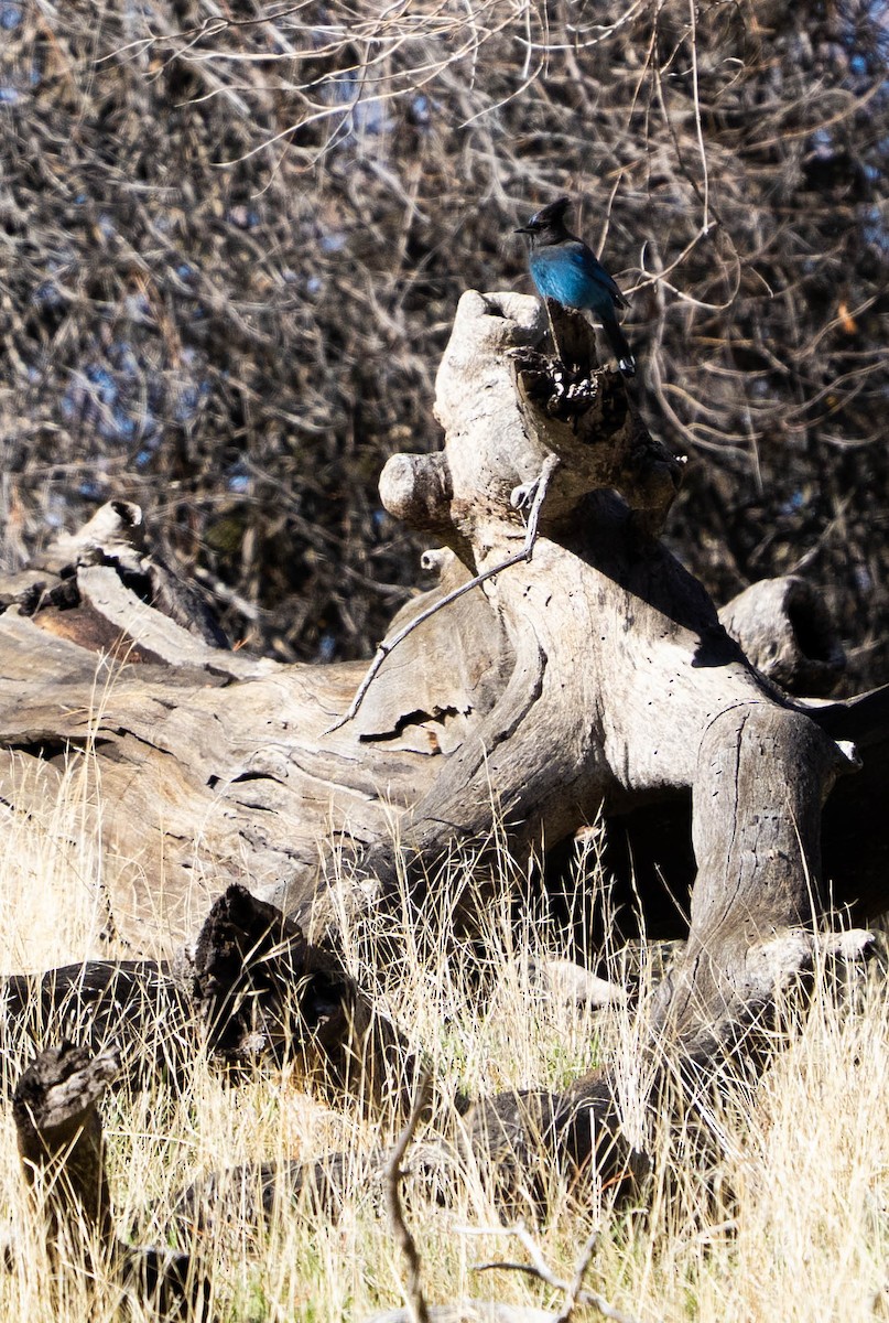 Steller's Jay - ML645945800