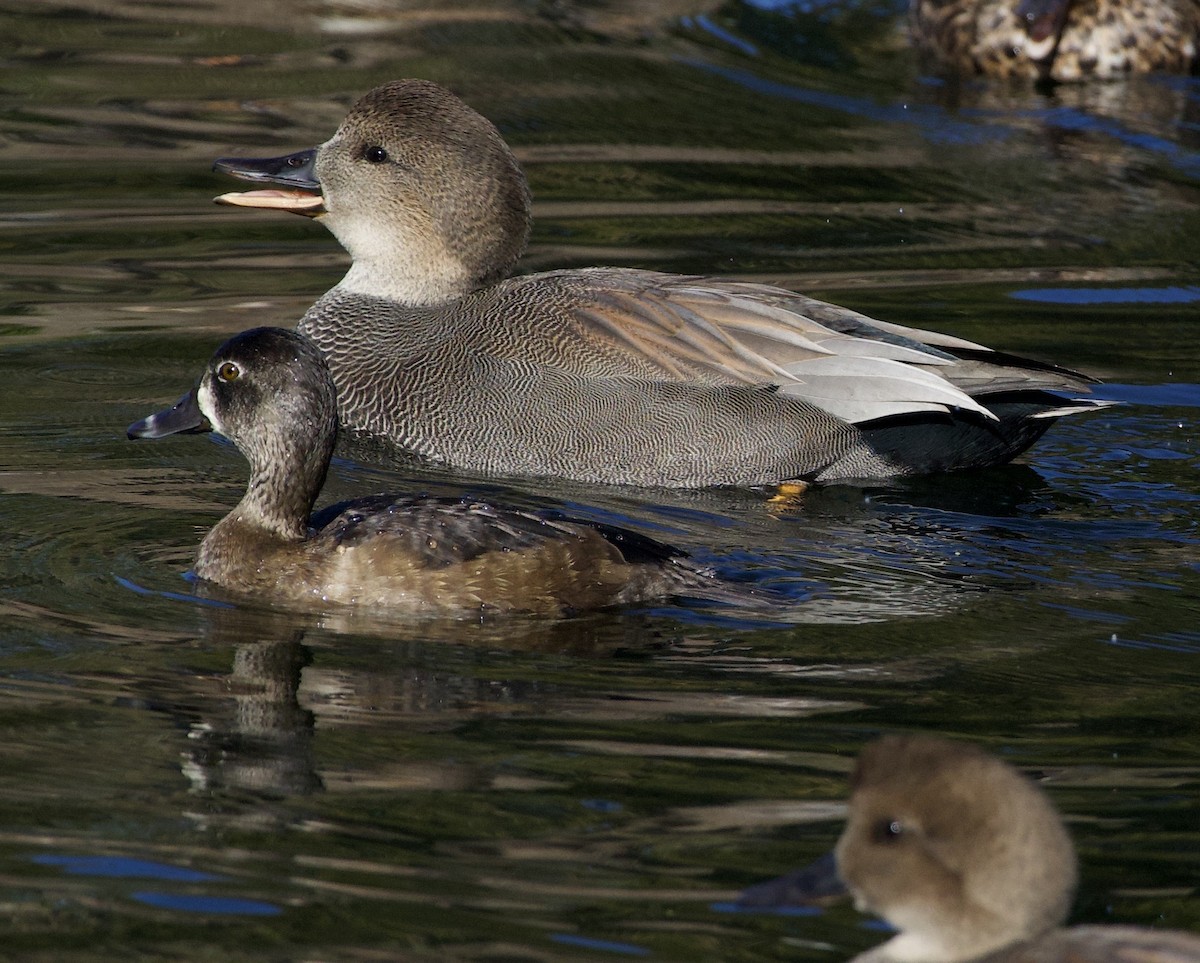 Gadwall - ML645945802