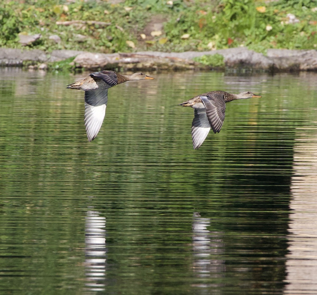 Gadwall - ML645945803