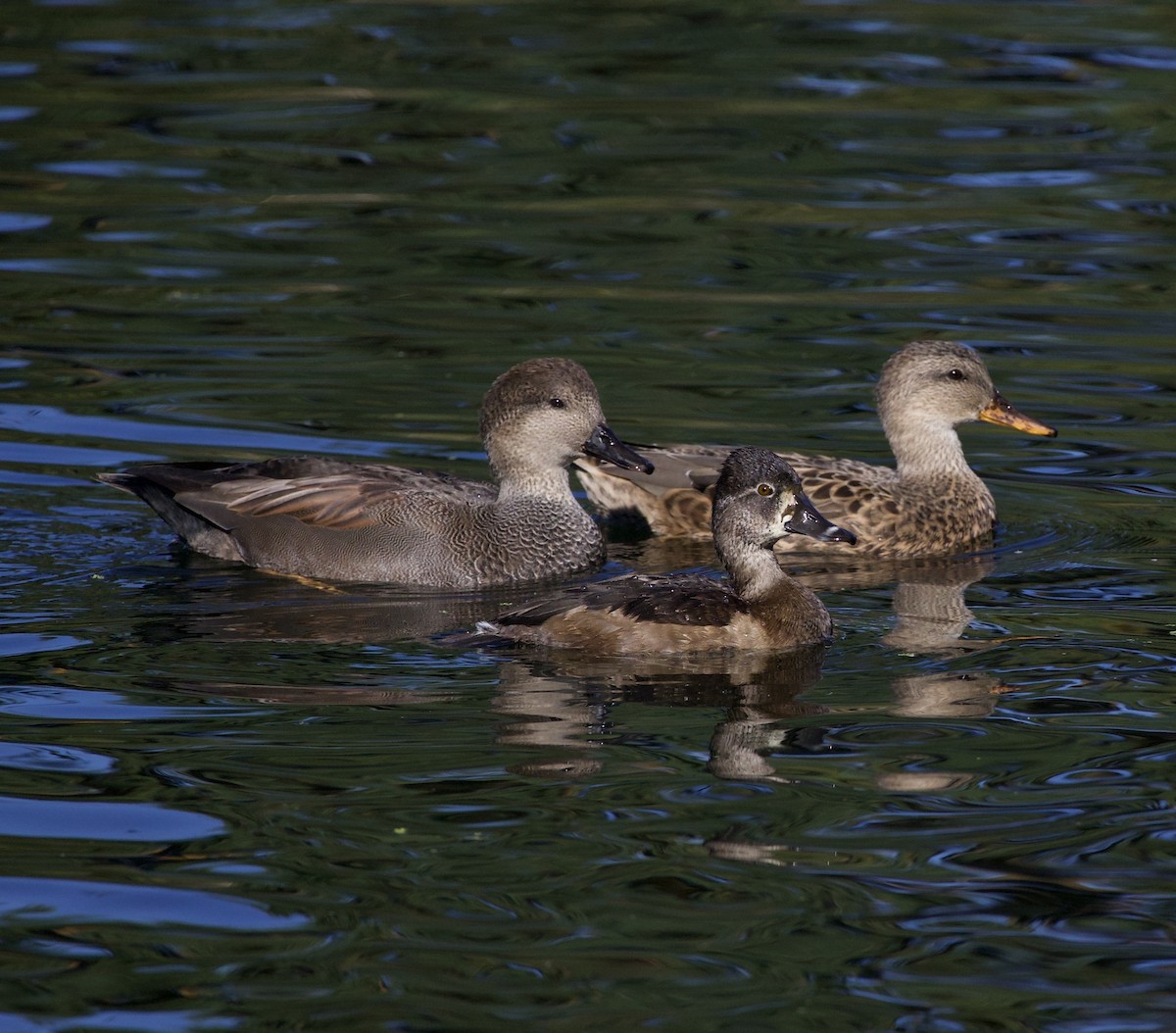 Gadwall - ML645945804
