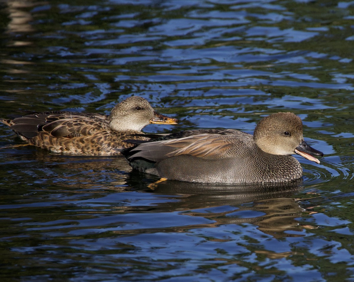 Gadwall - ML645945805