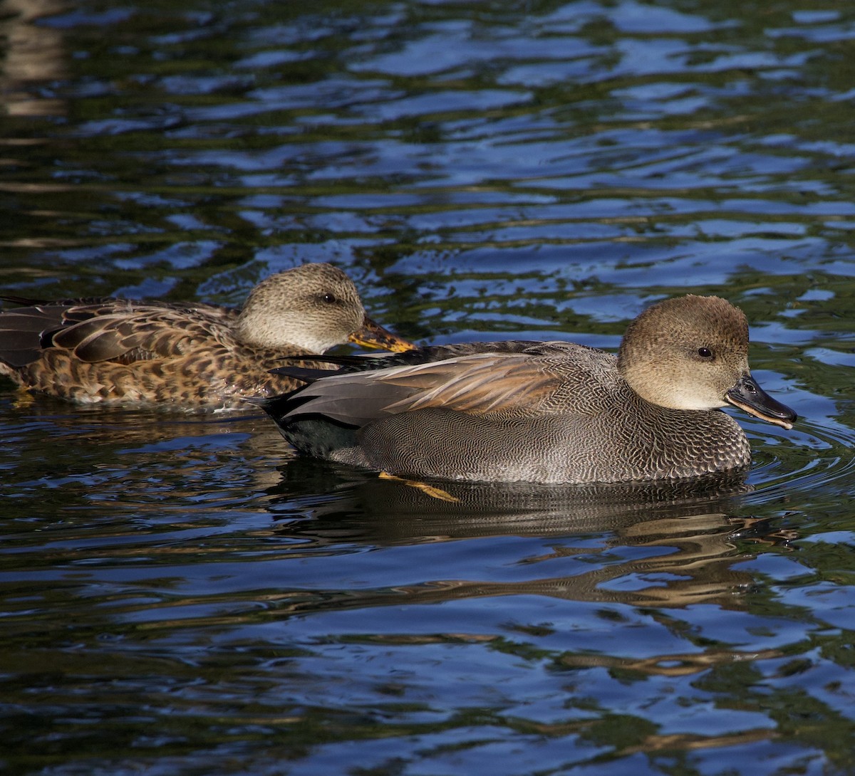 Gadwall - ML645945806