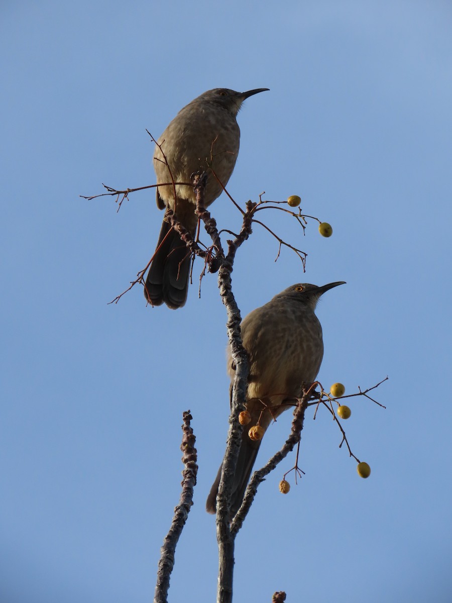 Curve-billed Thrasher - ML645945808