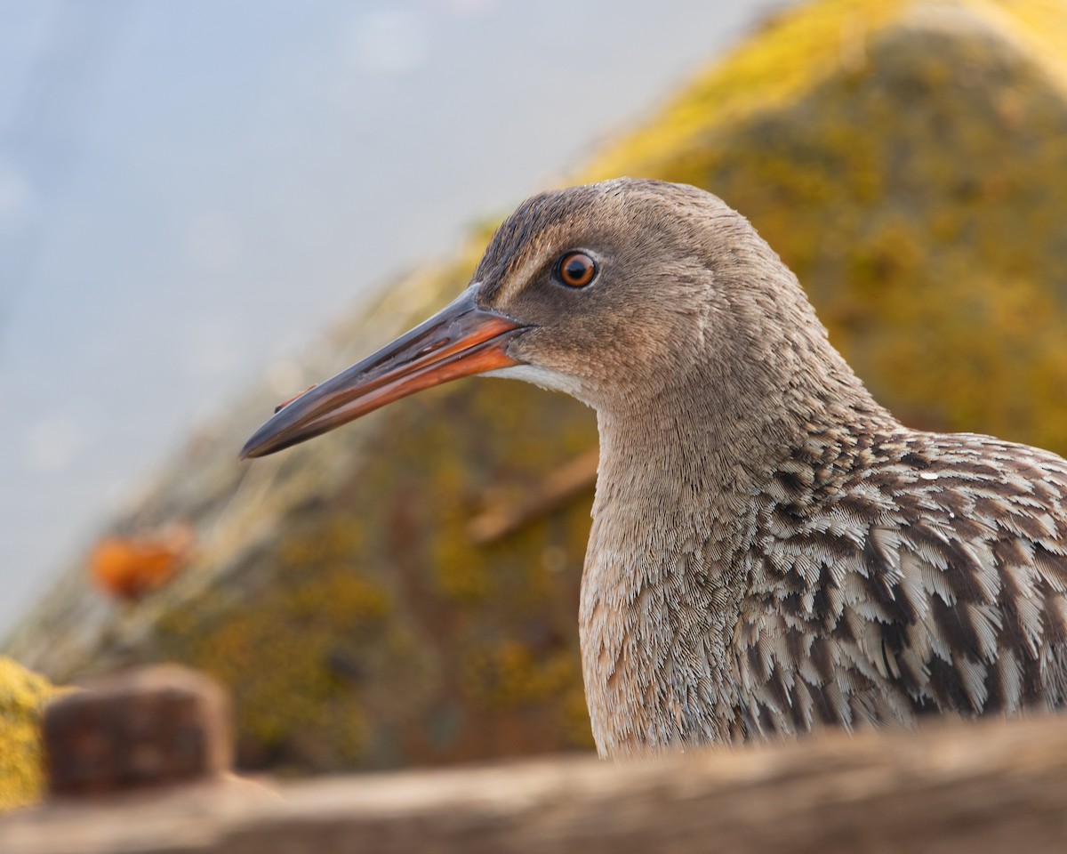 Ridgway's Rail (San Francisco Bay) - ML645945809