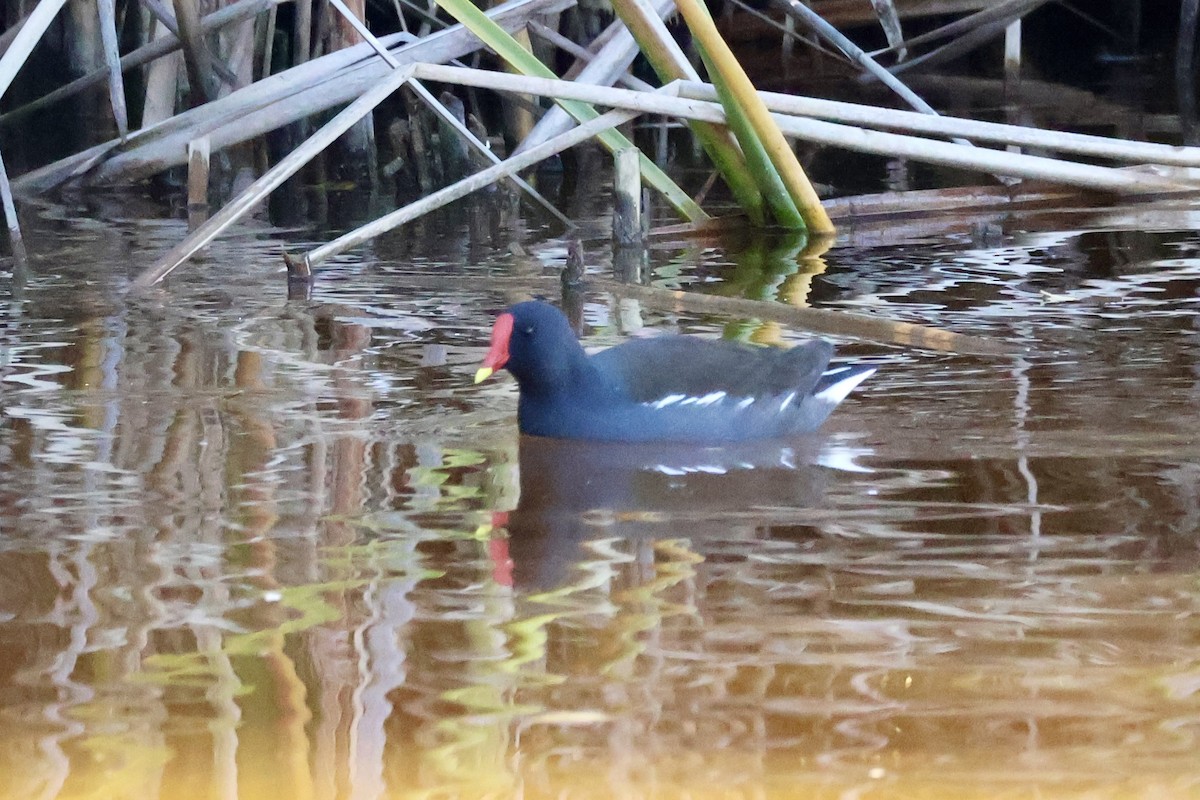 Eurasian Moorhen - ML645945810