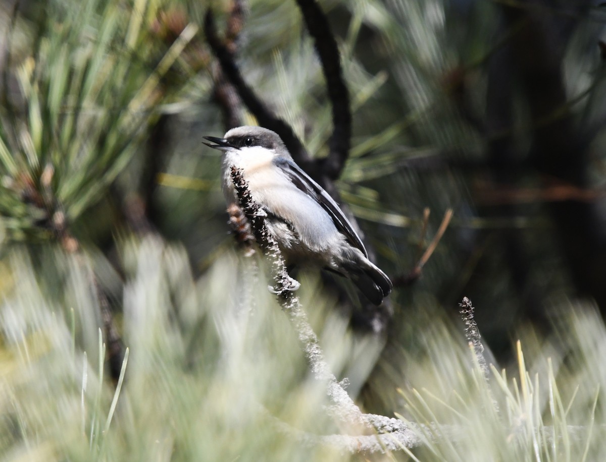 Pygmy Nuthatch - ML645945811