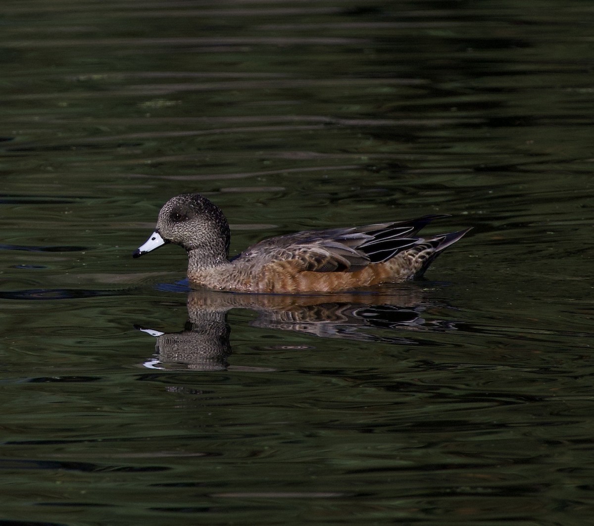 American Wigeon - ML645945813