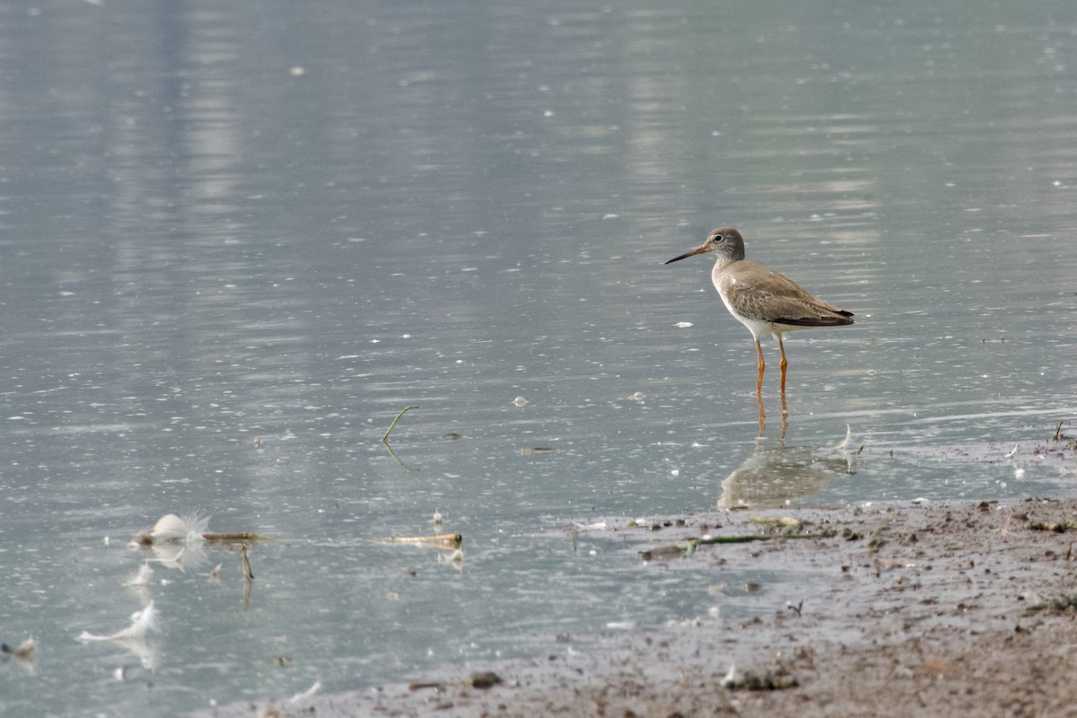 Common Redshank - ML645945815
