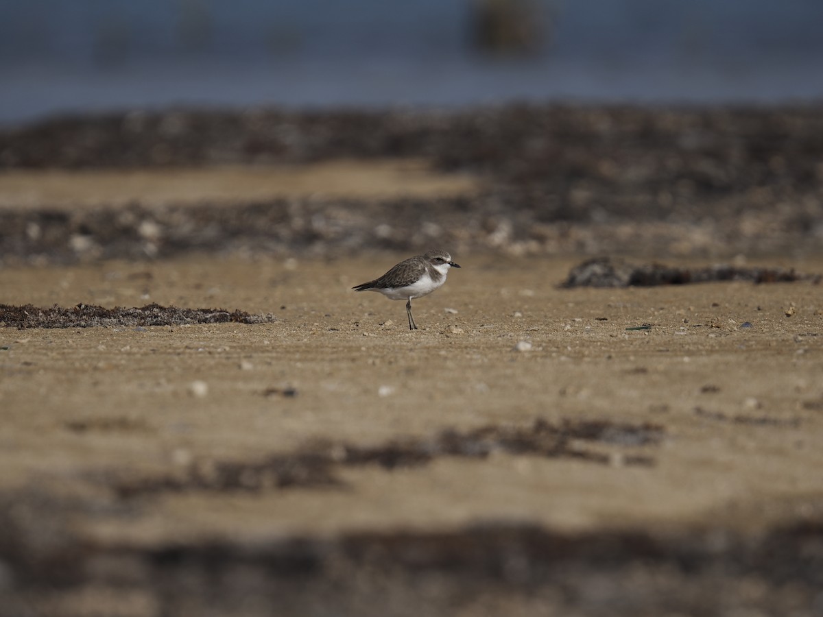 Tibetan Sand-Plover - ML645945816