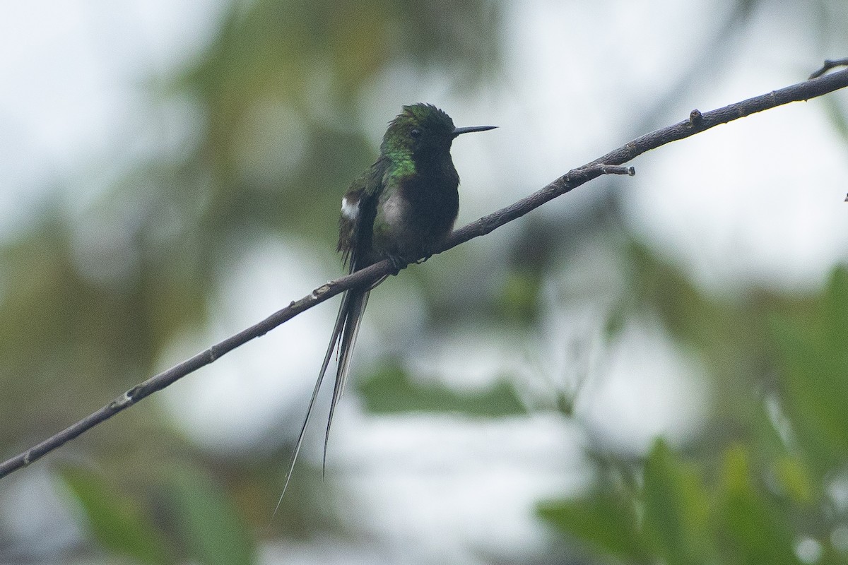 Black-bellied Thorntail - ML645945817