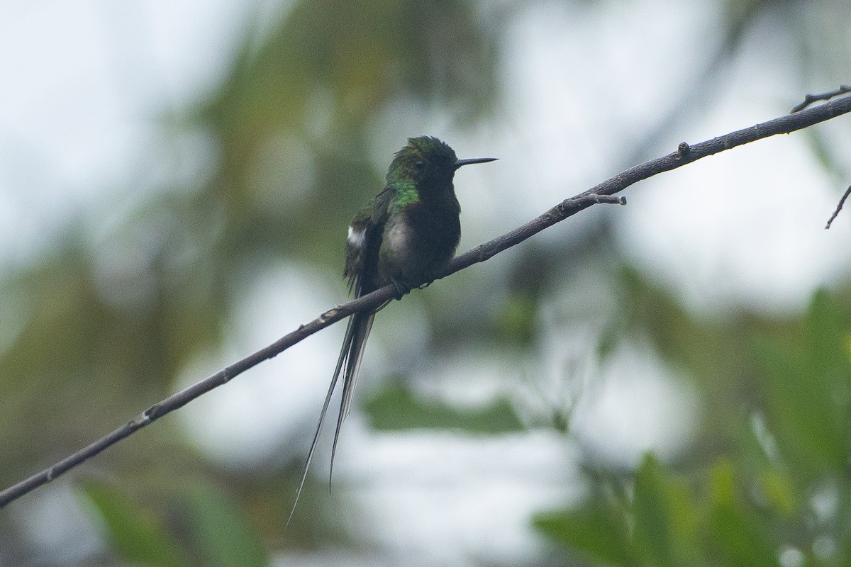 Black-bellied Thorntail - ML645945818