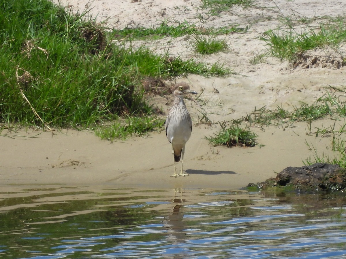 Water Thick-knee - ML645945819