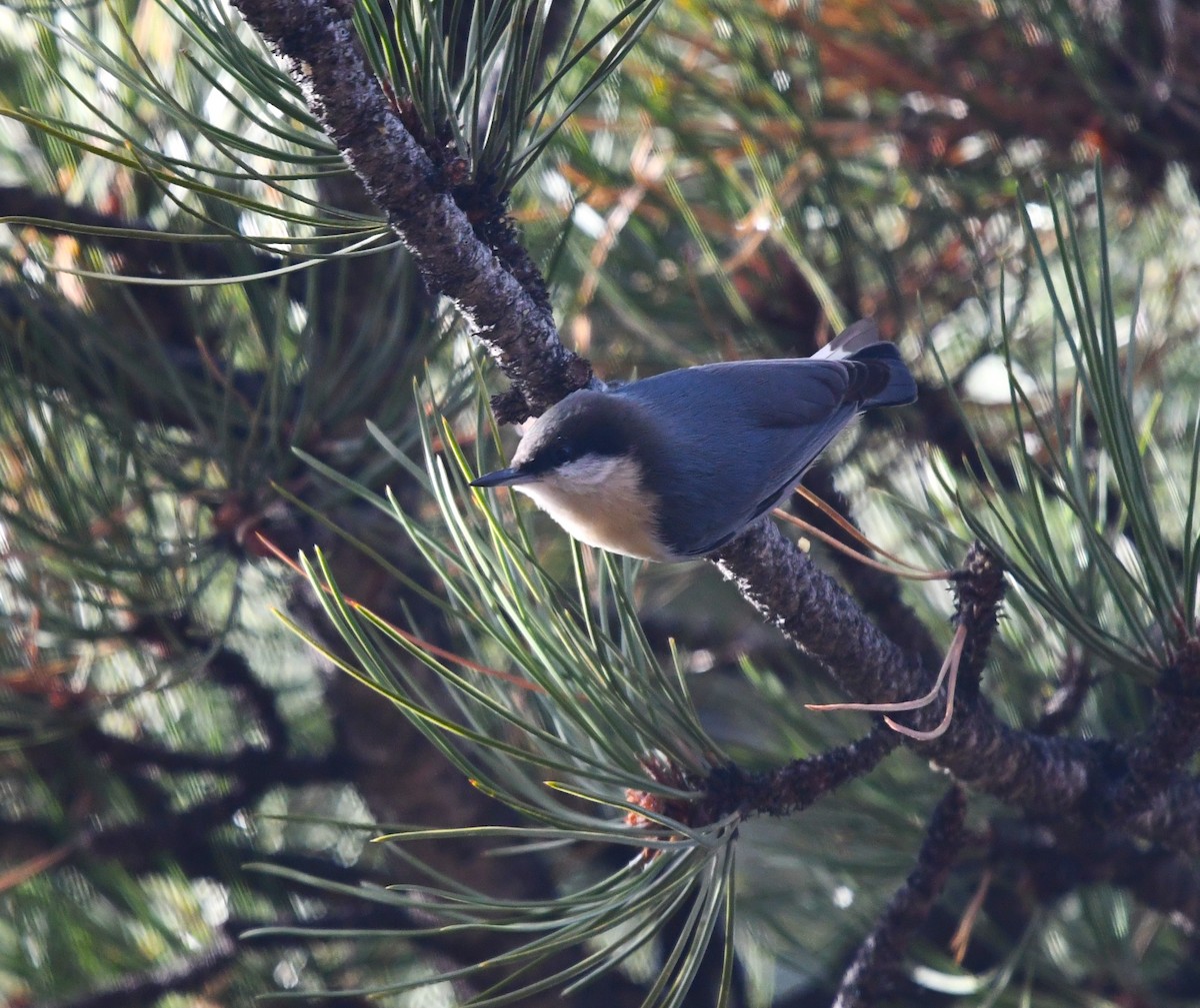 Pygmy Nuthatch - ML645945820