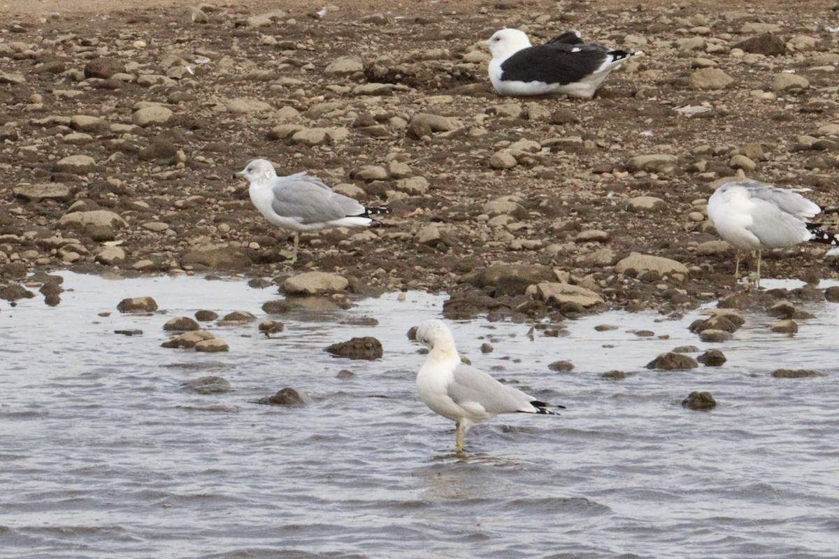 Ring-billed Gull - ML645945821