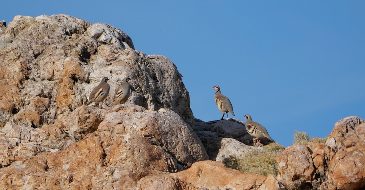 Chukar - ML645945822