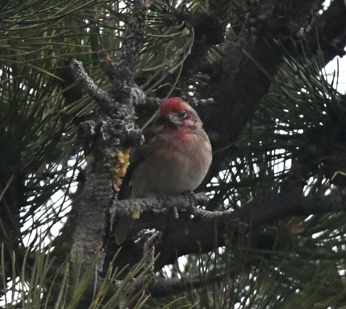 Cassin's Finch - ML645945826