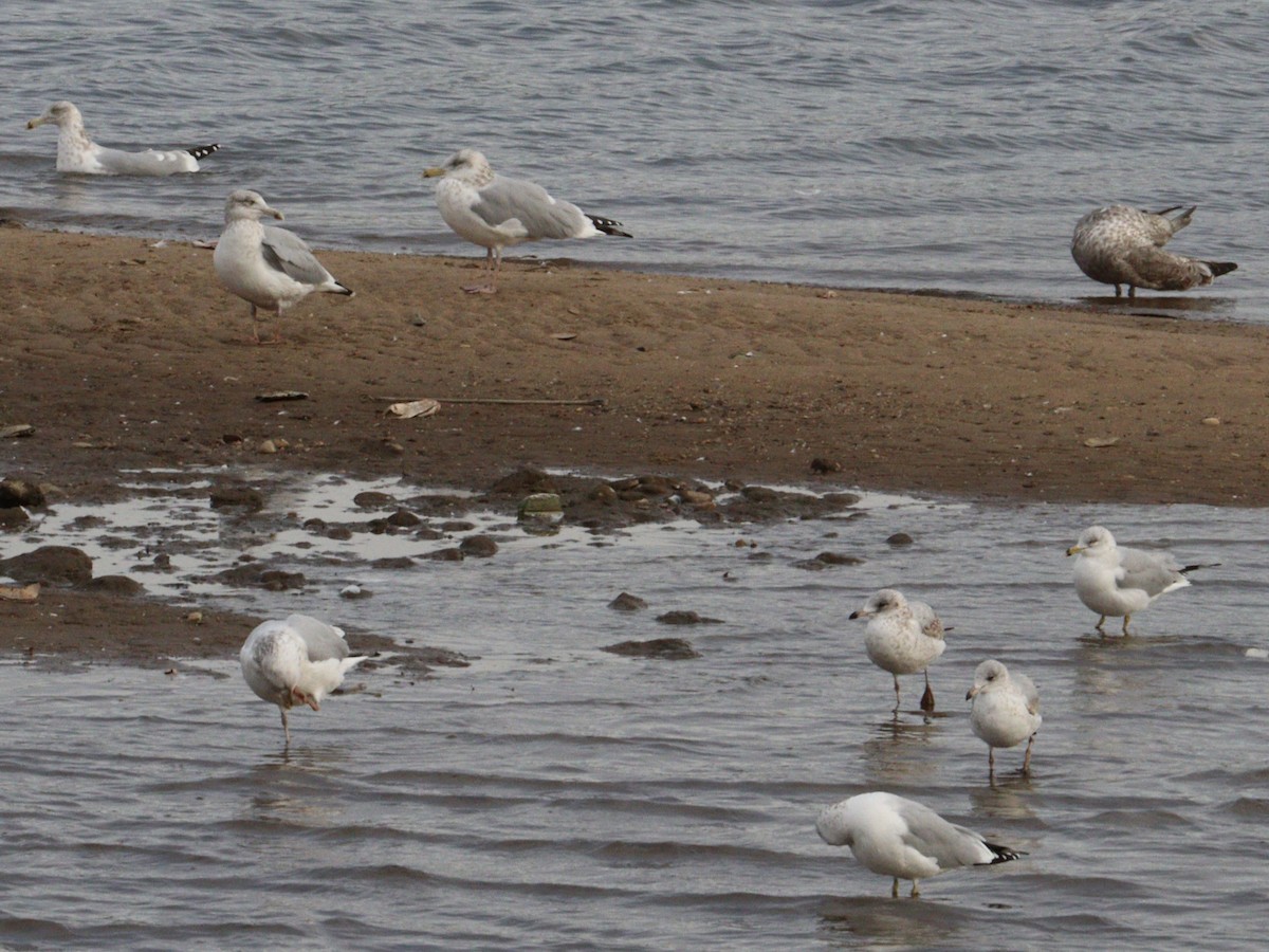 American Herring Gull - ML645945827