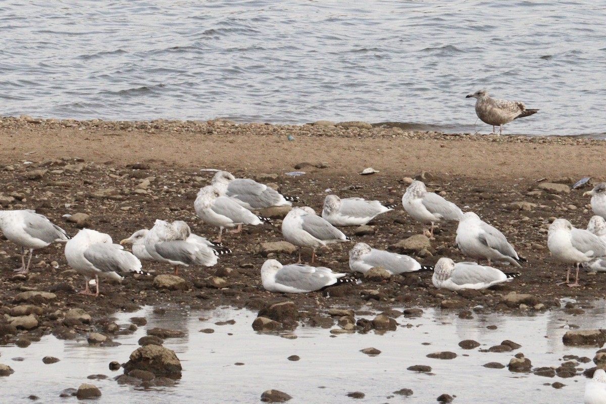 American Herring Gull - ML645945828