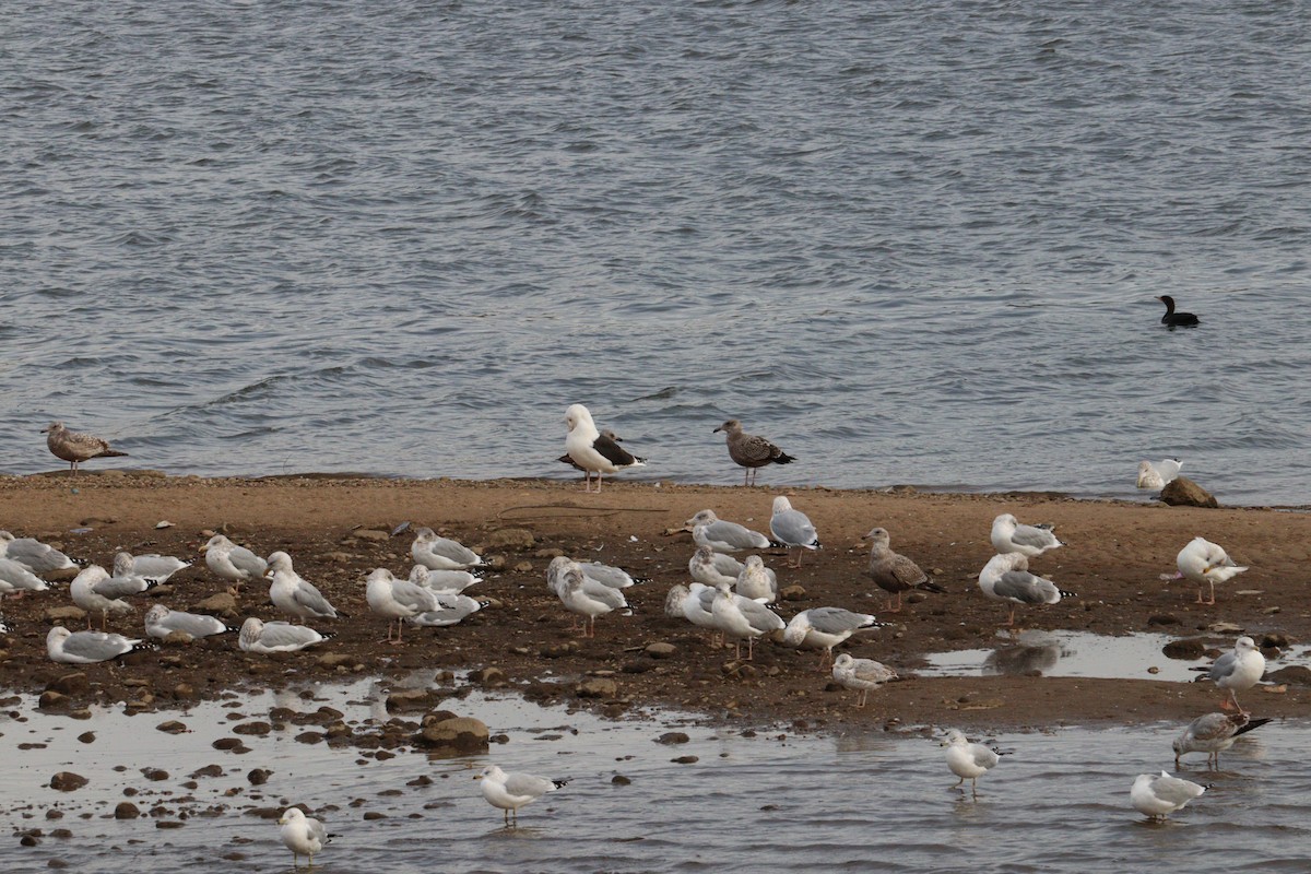 American Herring Gull - ML645945842