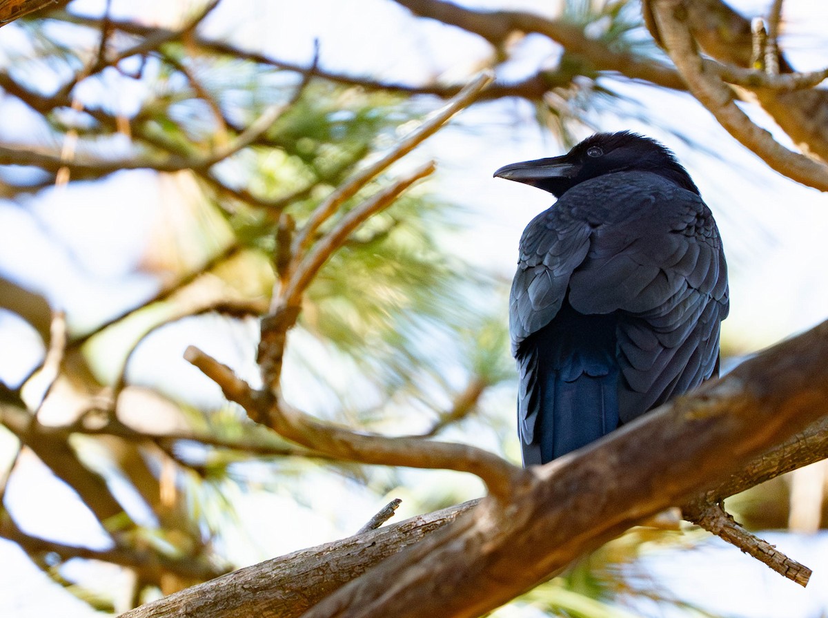 Common Raven - ML645945848