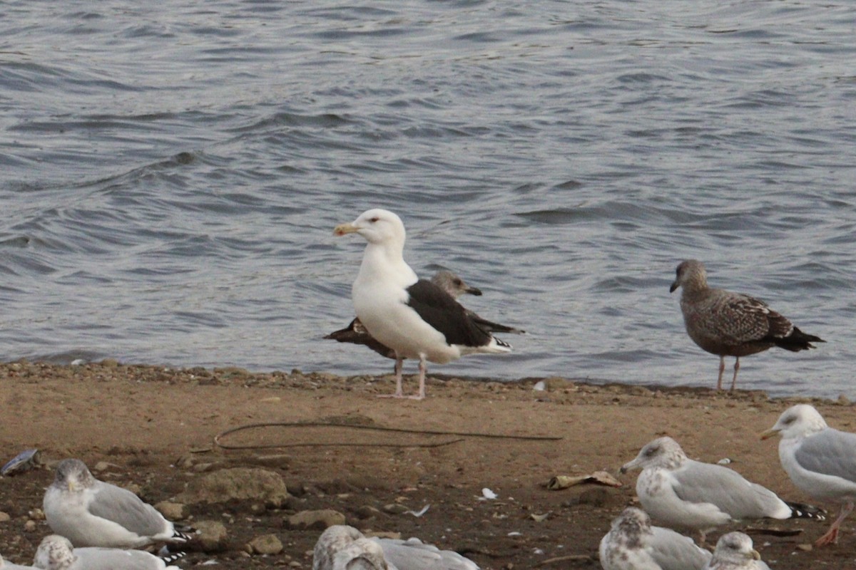 racek mořský - ML645945852