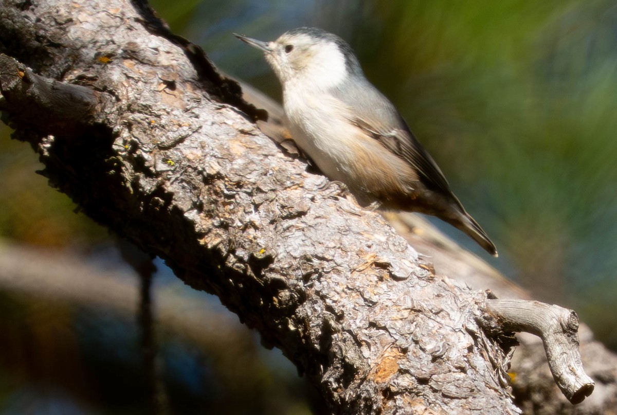 White-breasted Nuthatch - ML645945869