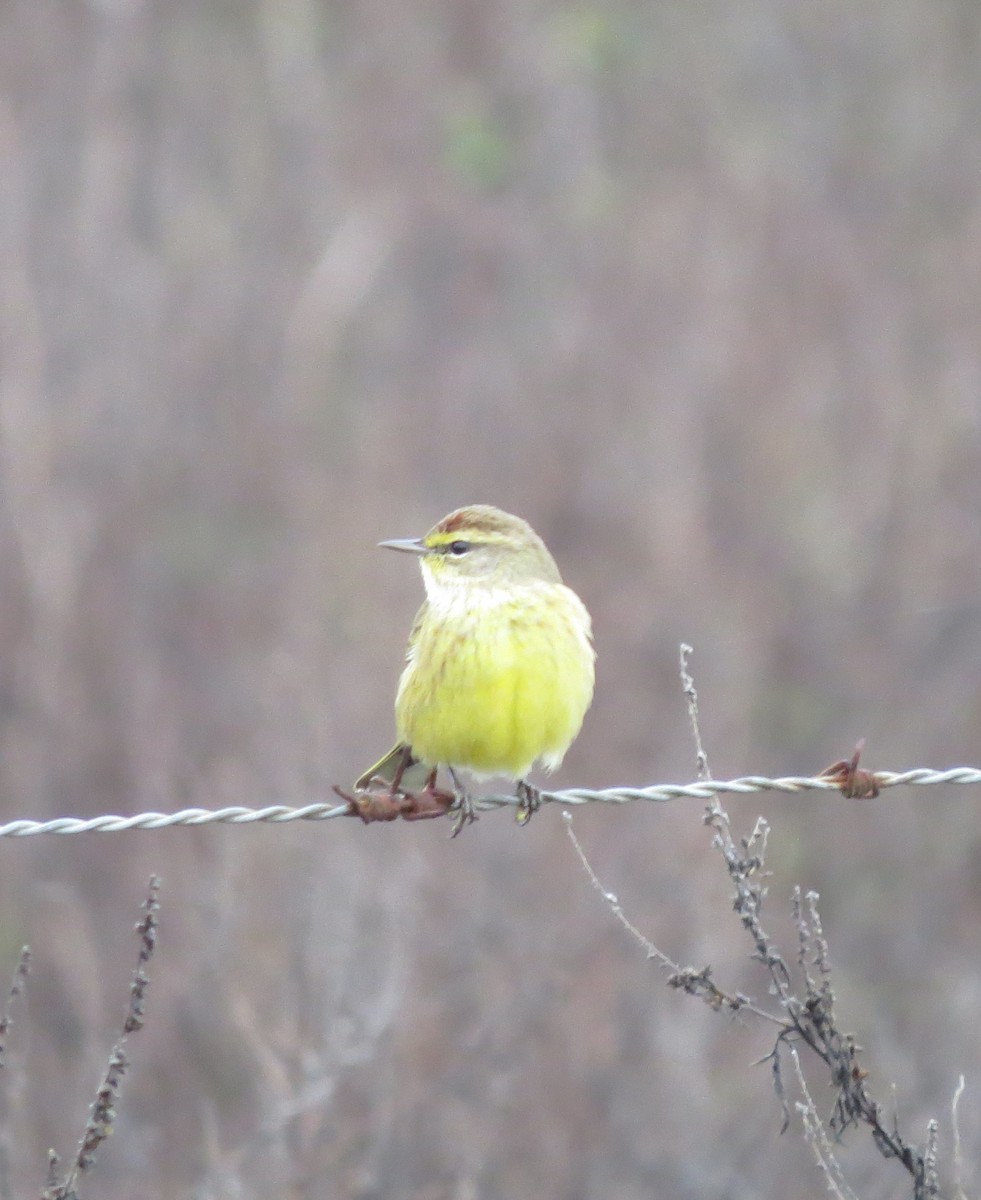 Palm Warbler - ML645945871
