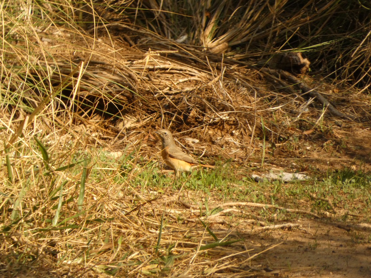 Common Redstart - ML645945898