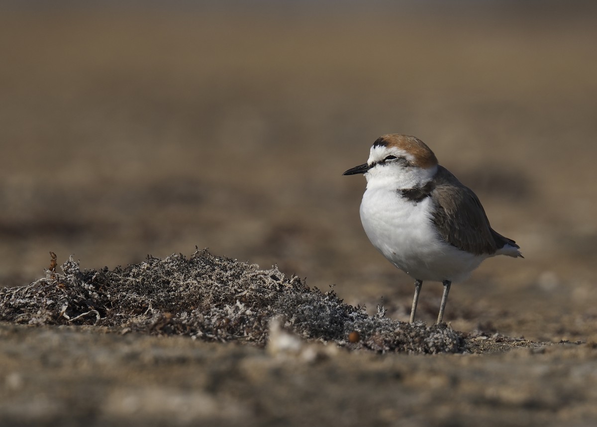 Kentish Plover - ML645945904