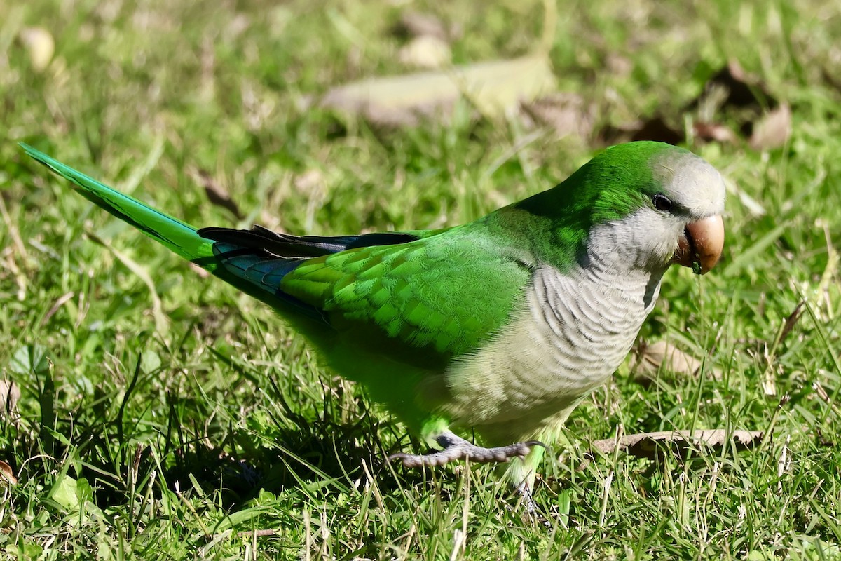 Калита сіроволий - ML645945913