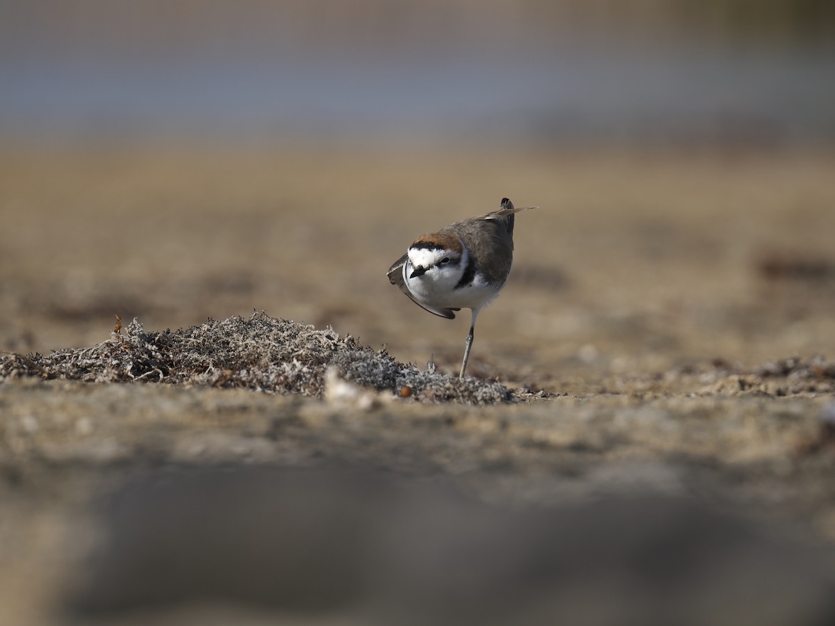 Kentish Plover - ML645945914