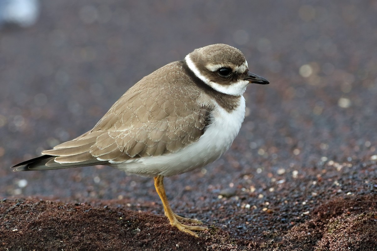 Corriere grosso - ML645945916