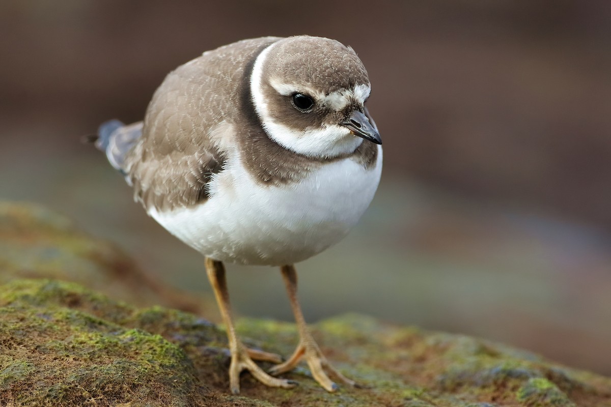 Corriere grosso - ML645945917