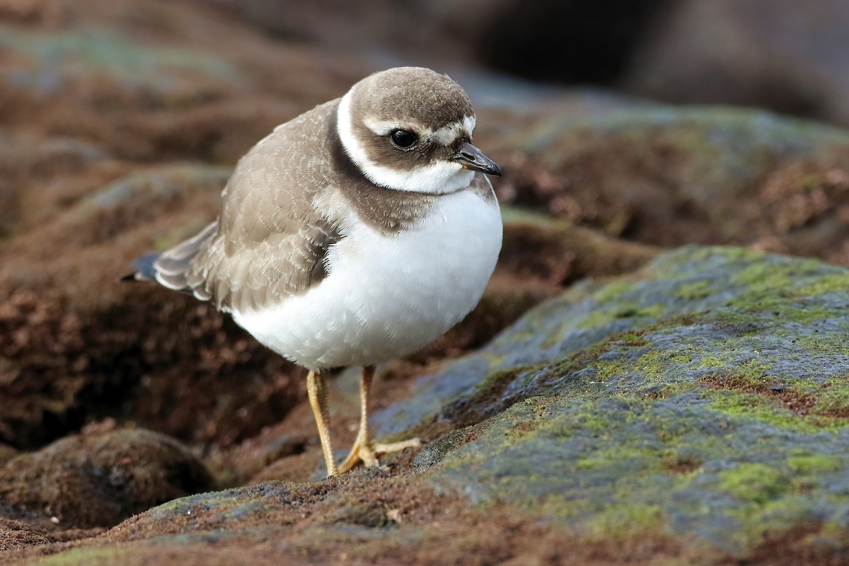 Corriere grosso - ML645945918