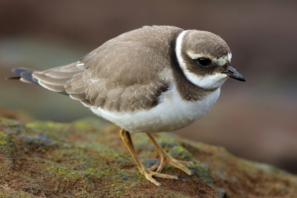 Corriere grosso - ML645945919