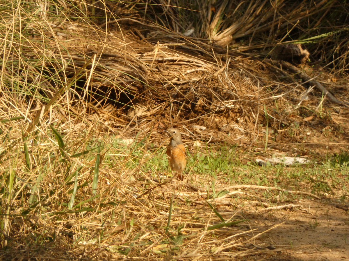 Common Redstart - ML645945925