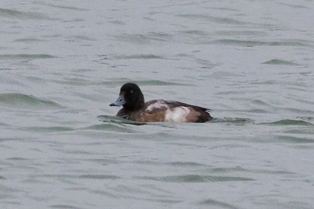 Greater Scaup - ML645945926