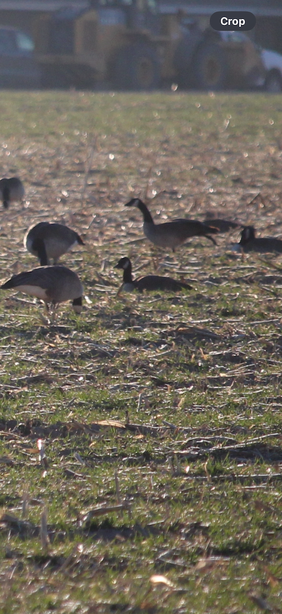 berneška malá - ML645945932