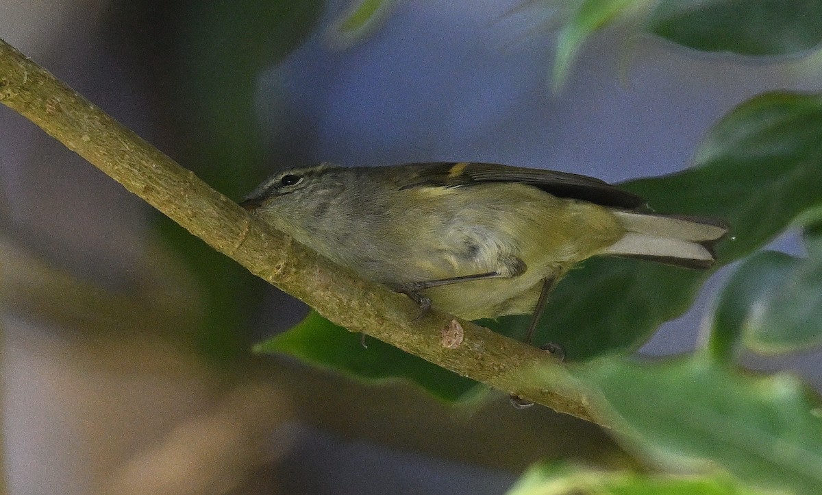 Goldbinden-Laubsänger - ML645945934