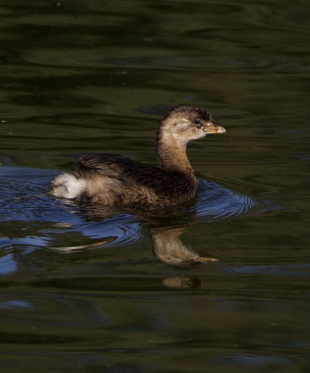 Pied-billed Grebe - ML645945945