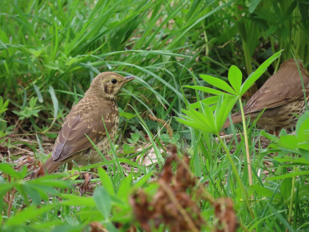 Song Thrush - ML645945948