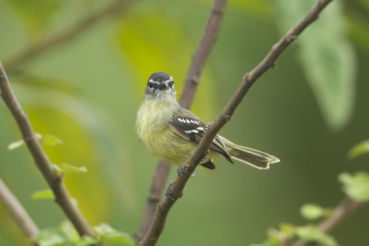 White-lored Tyrannulet - ML645945949
