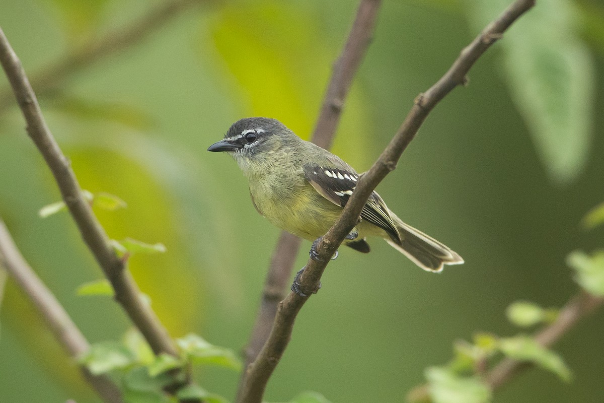 White-lored Tyrannulet - ML645945950