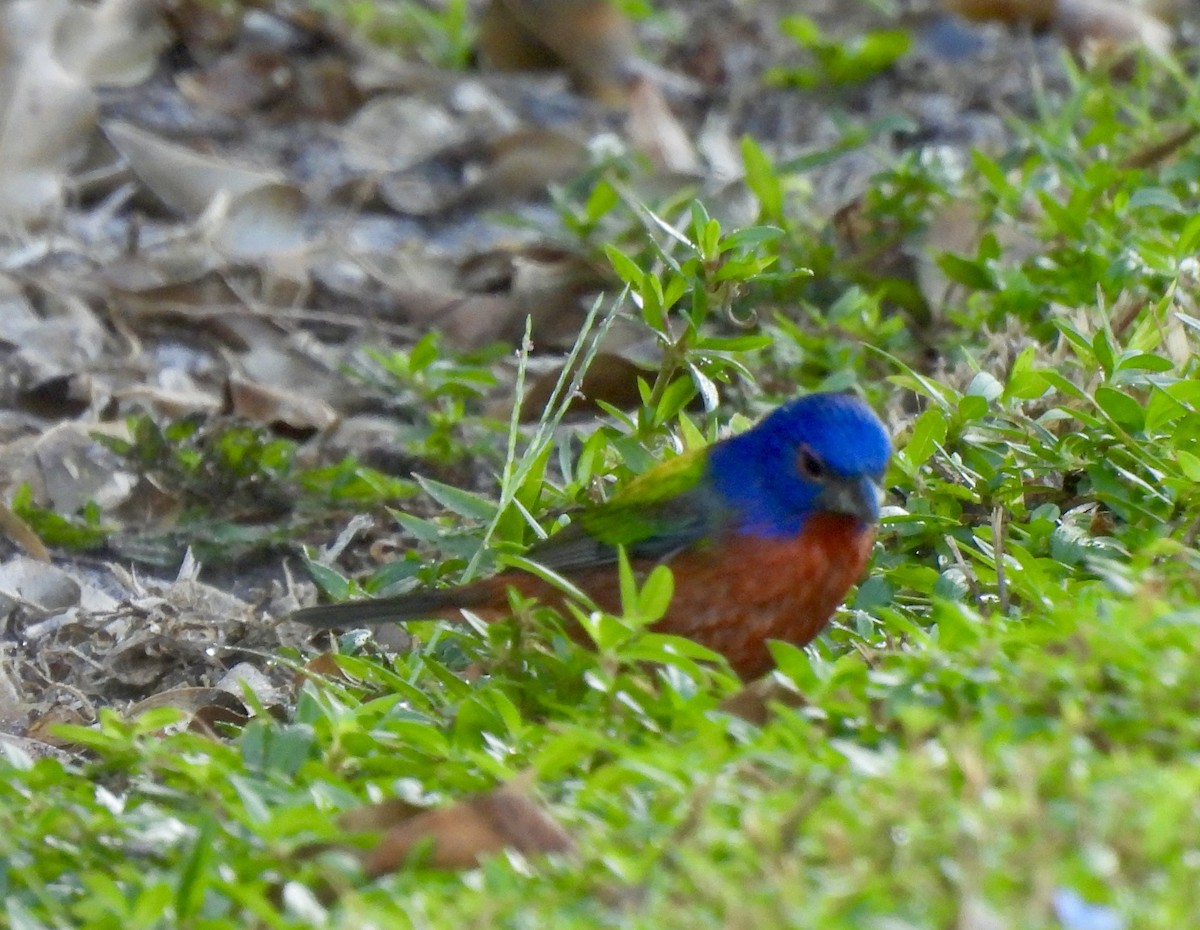 Painted Bunting - ML645945953